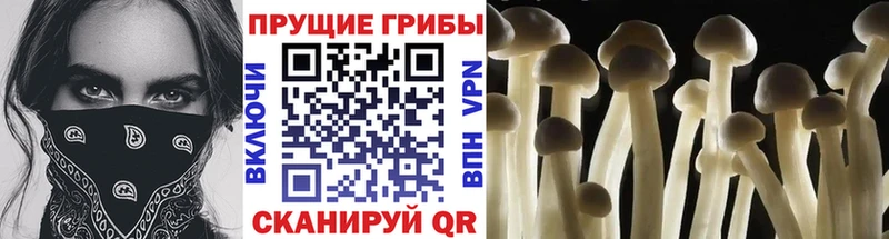 Купить  Комсомольск  Псилоцибиновые грибы Psilocybine cubensis 